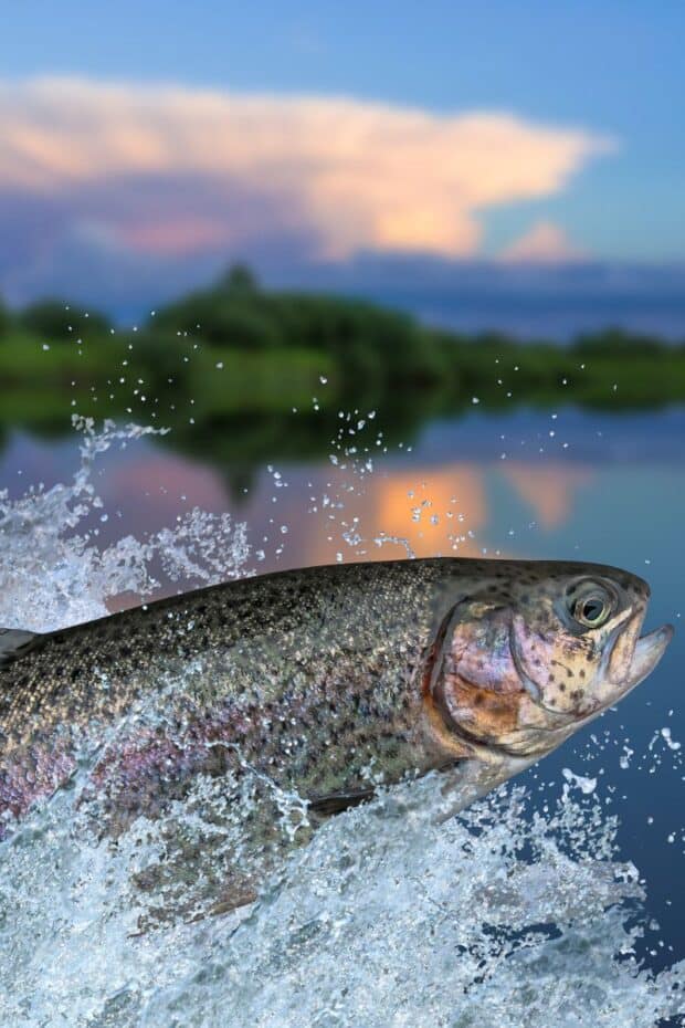 trout jumping out of water