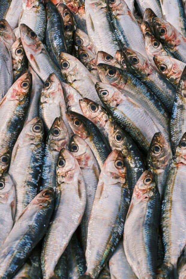 sardine fish