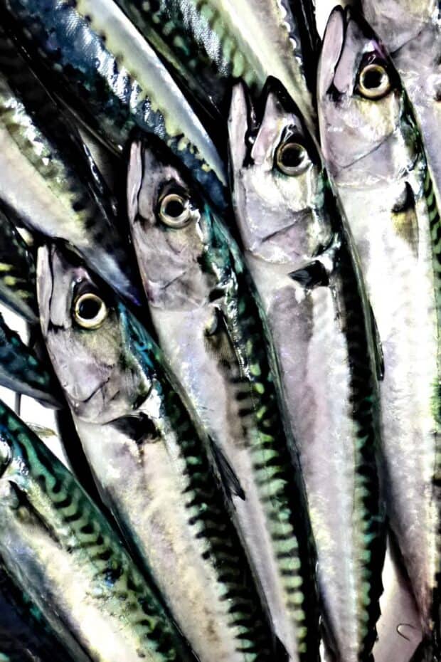 mackerel fish close up