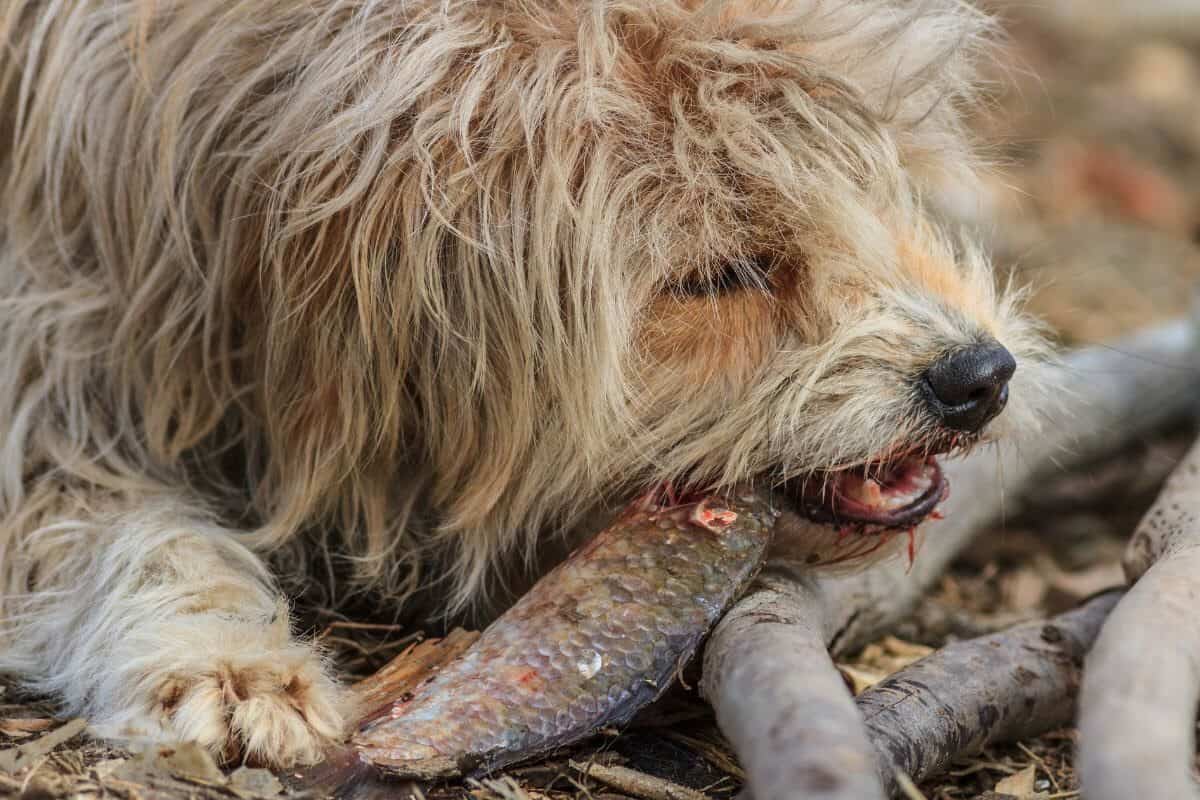 dog eating fish