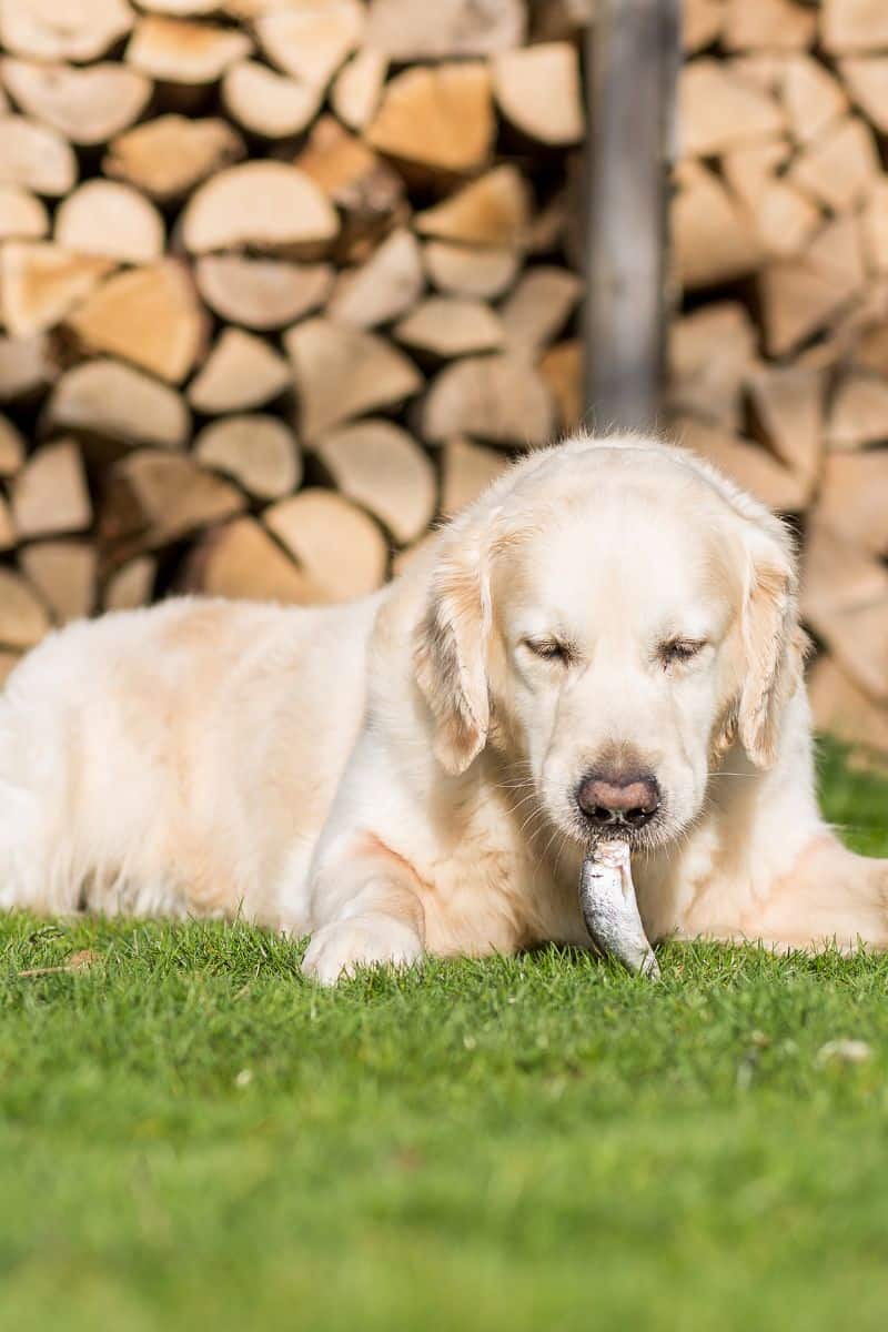 dog laying on grass eating a fish