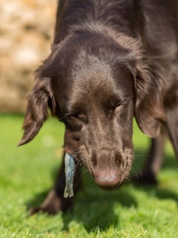 brown dog eating a fish on grass