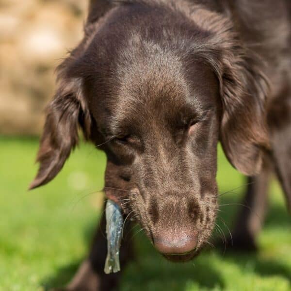 brown dog eating a fish on grass