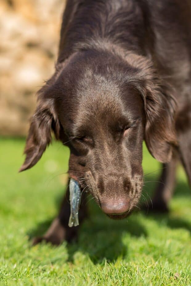 brown dog eating a fish on grass