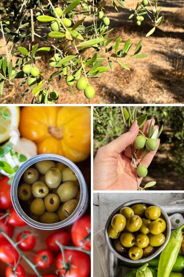 How Ripe Olives are Grown in California collage 