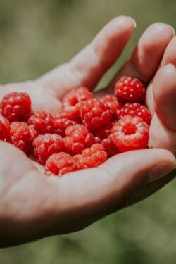Can Dogs Eat Raspberries? What You Need To Know!