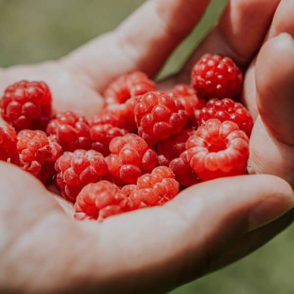 Can Dogs Eat Raspberries? What You Need To Know!
