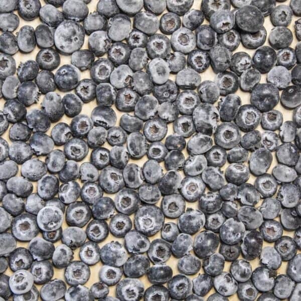 TMIO frozen blueberries-4